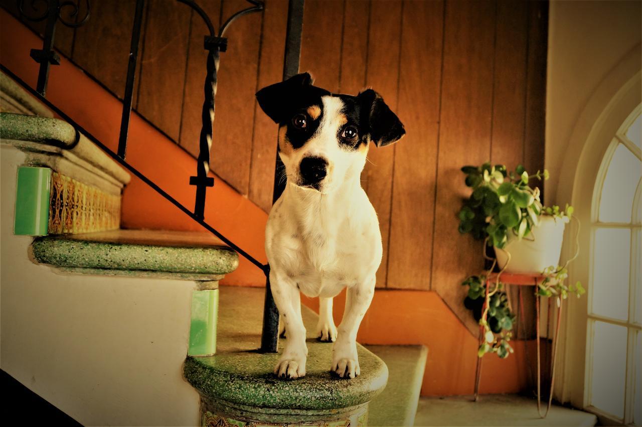 La Decima Guest House Chihuahua Exterior photo